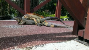 Due iguane su un ponticello del centro termale