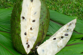 Guanabana: frutto dalle mille proprietà